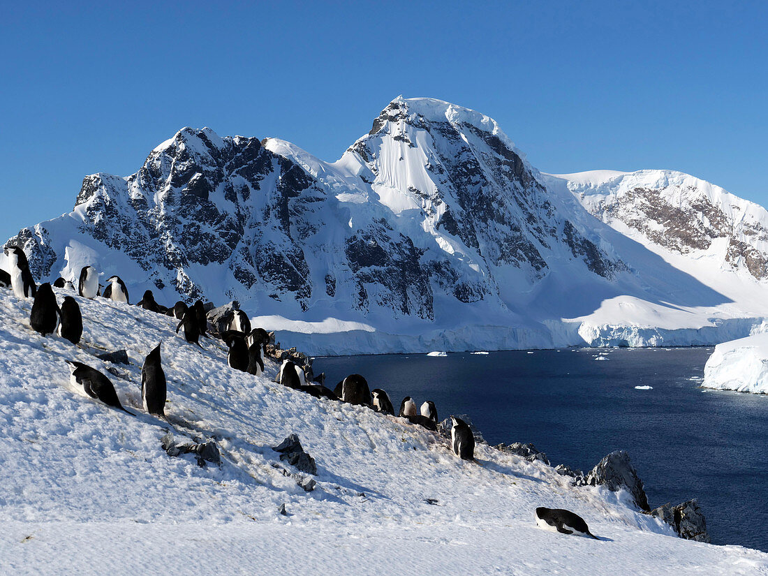 Chinstrap penguin colony near Orne Harbour, Antarctica