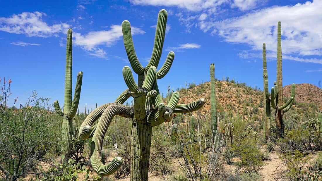 Saguaro cactus, Arizona, USA