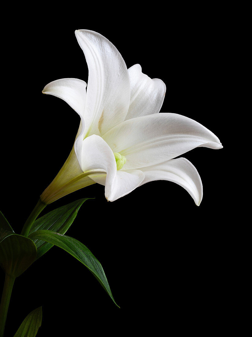 Easter lily (Lilium longiflorum) flower