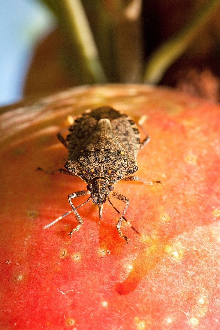 Brown marmorated stink bug