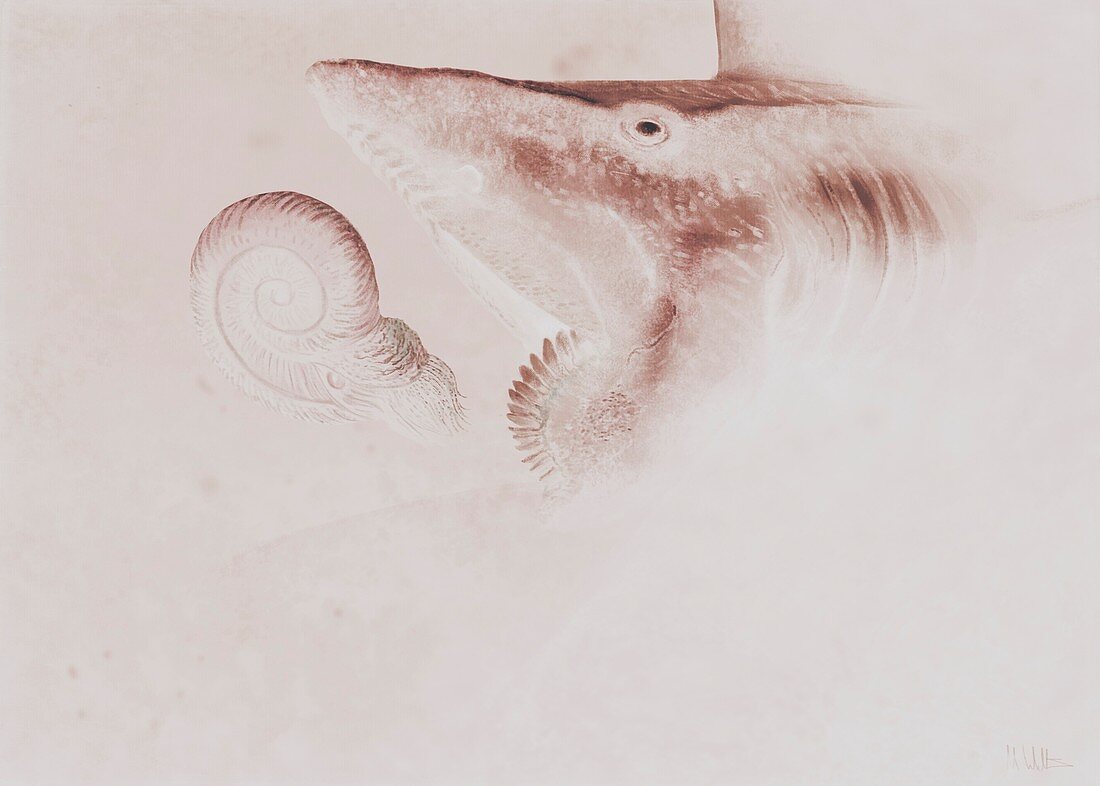 Helicoprion prehistoric shark, illustration
