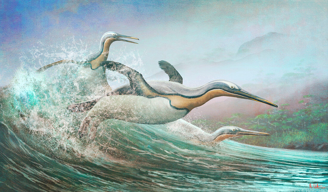 Kumimanu extinct penguins, illustration