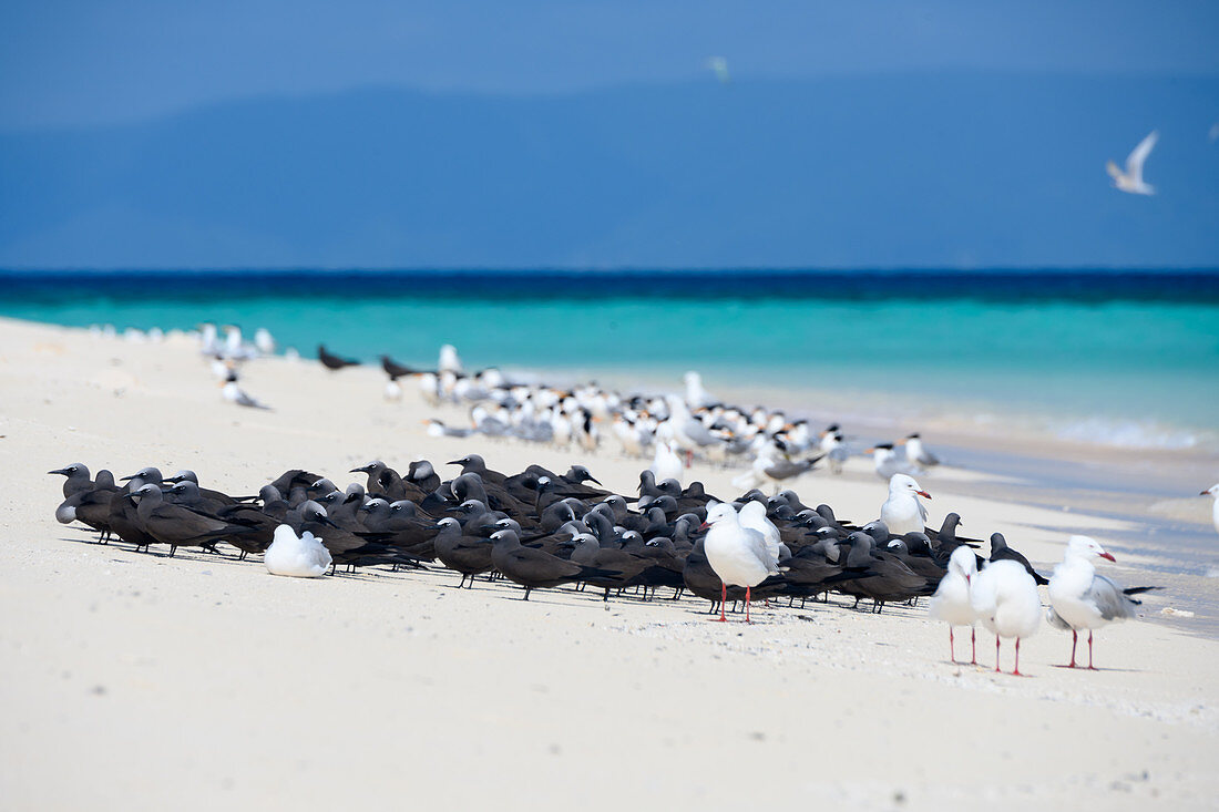 Common noddy colony