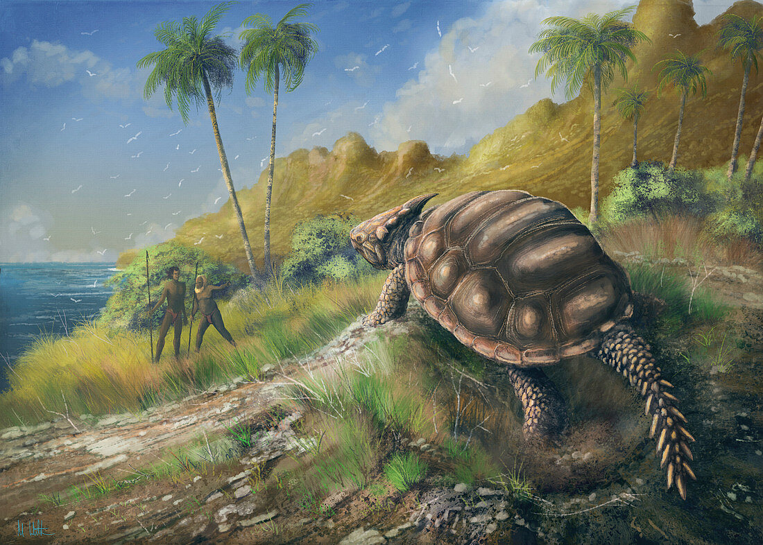 Dwarf horned turtle, illustration