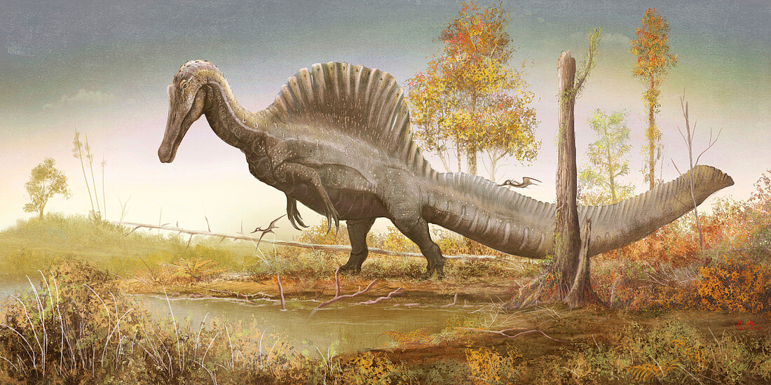 Spinosaurus dinosaur, illustration