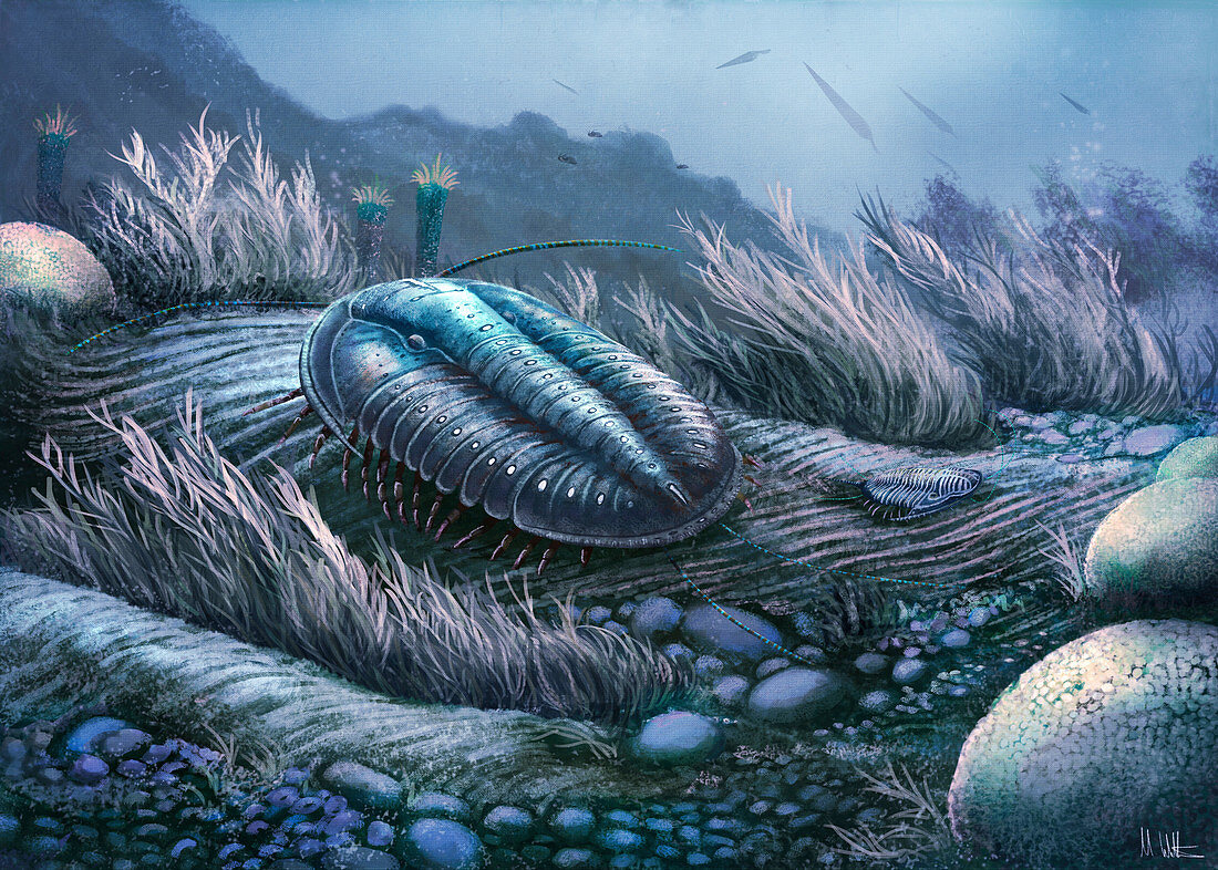 Ogyginus trilobite, illustration