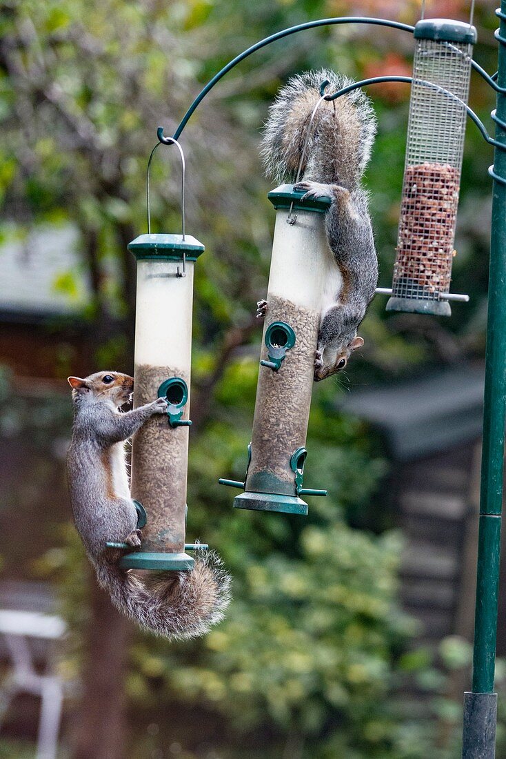 Grey squirrels on bird feeders