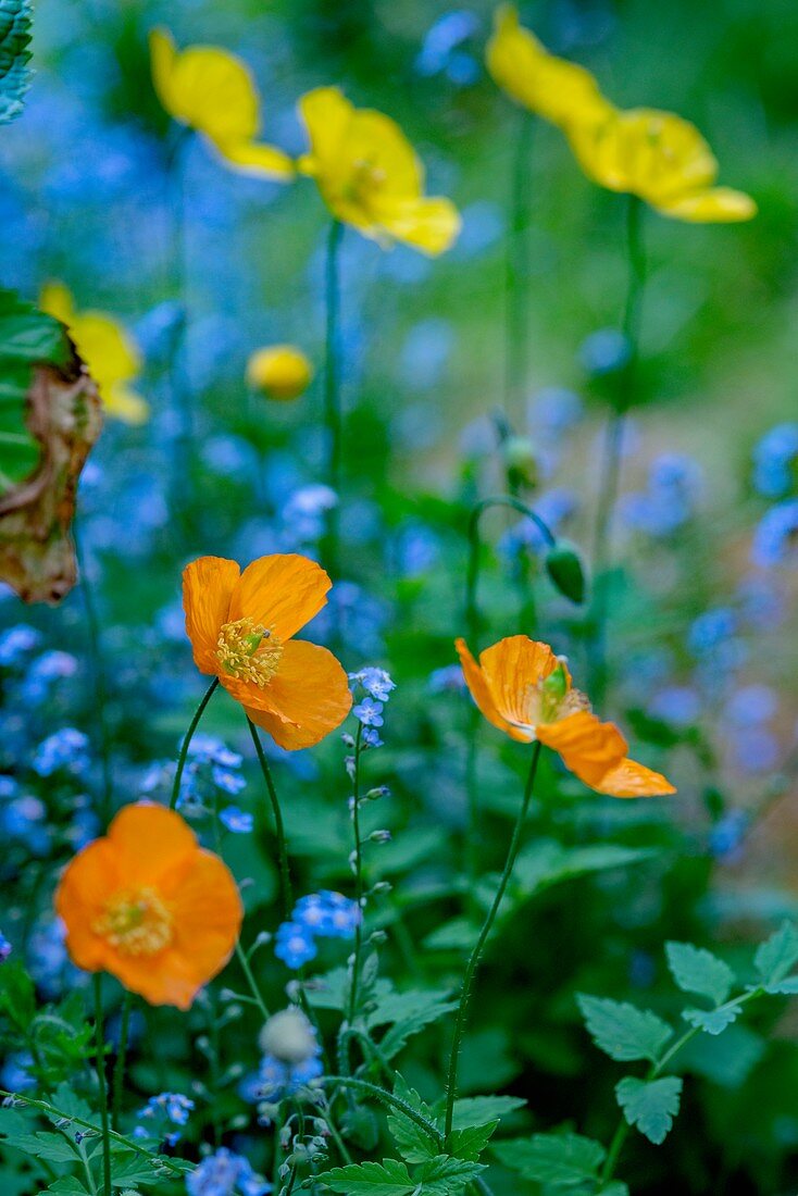 Welsh poppy (Papaver cambricum) and forget-me-nots