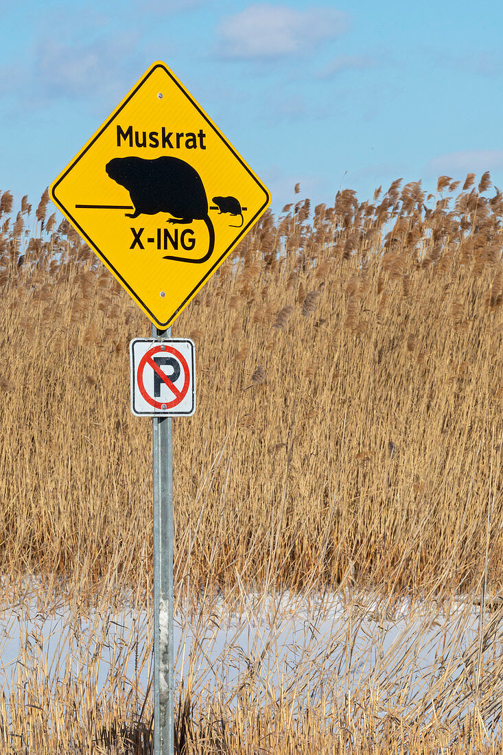 Muskrat crossing, Michigan, USA