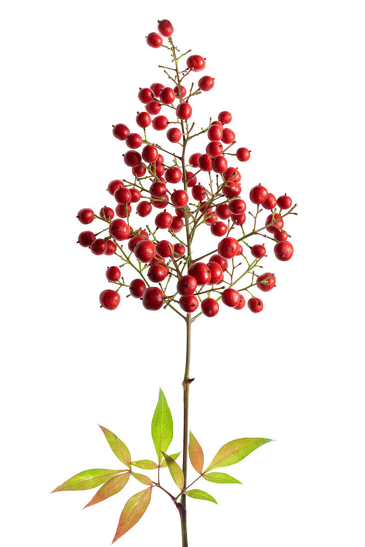 Heavenly bamboo plant (Nandina domestica)