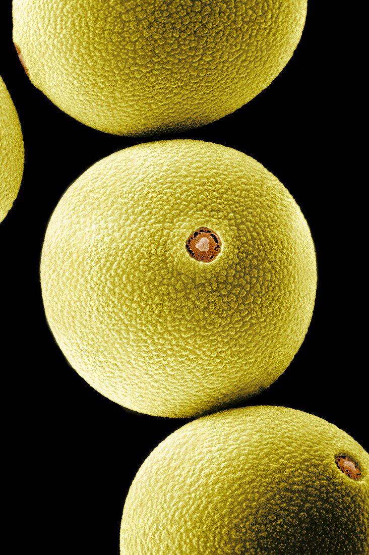 Pollen grains of Dactylis glomerata