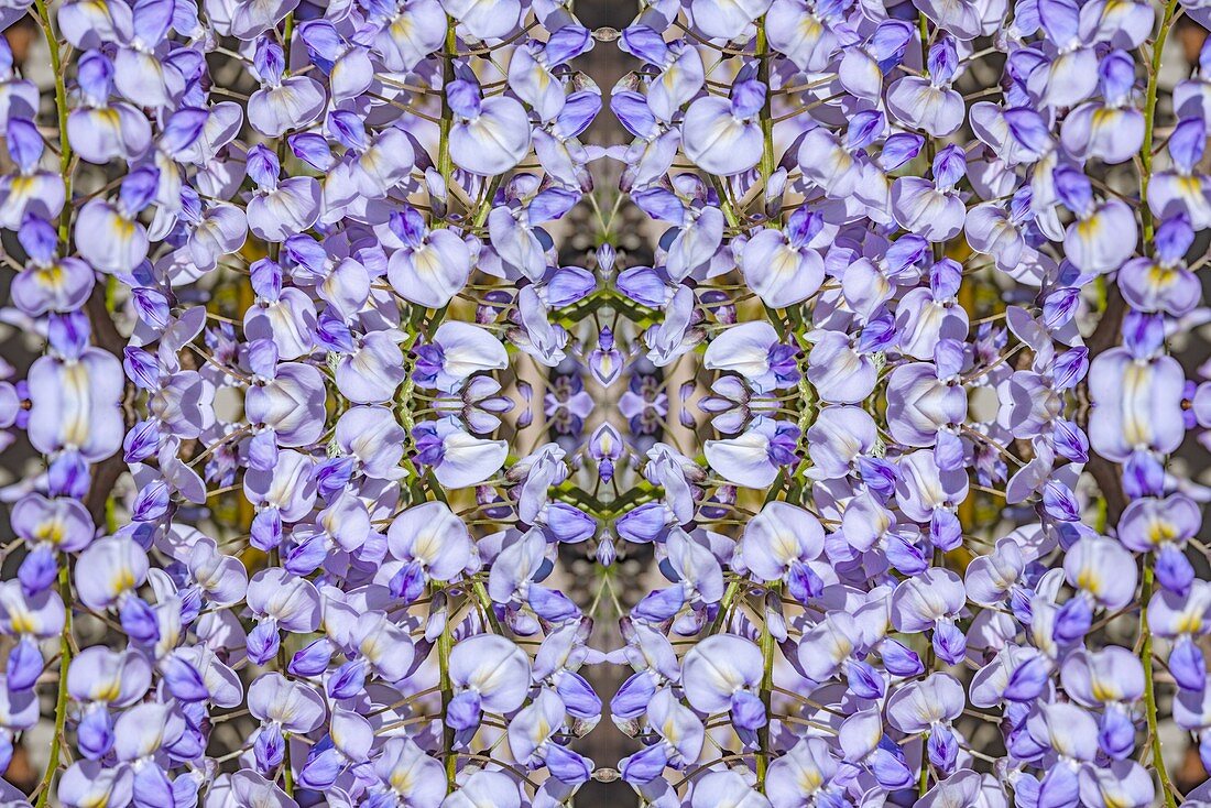 Wisteria flowers, abstract image