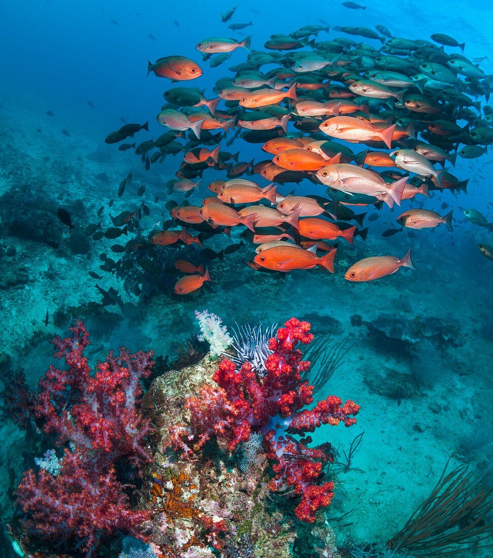 Shoal of pinjalo snappers, composite image