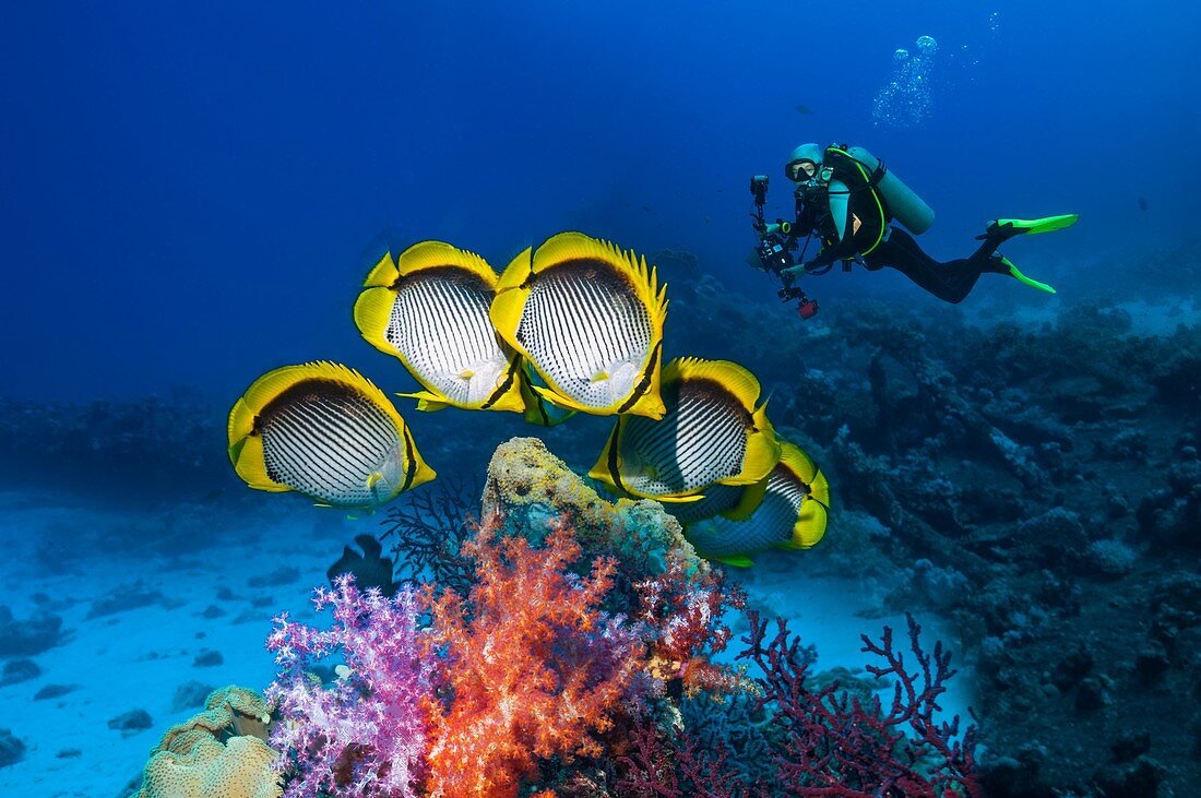 Black-backed butterflyfish, composite image