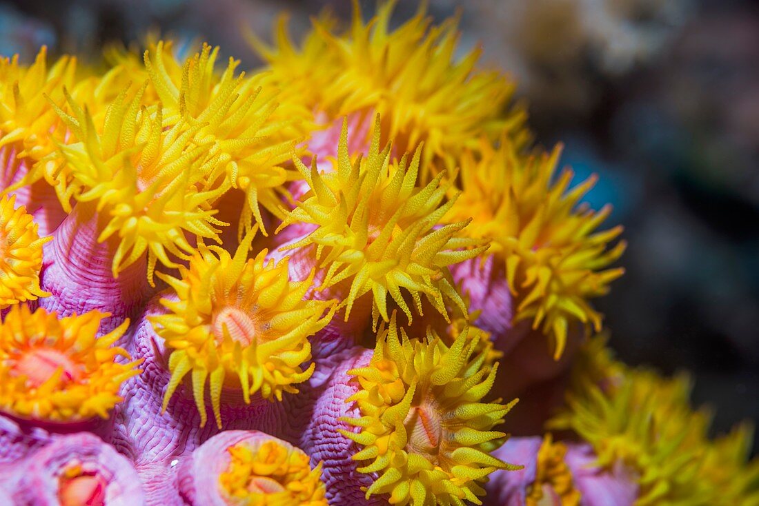 Gracile cup coral