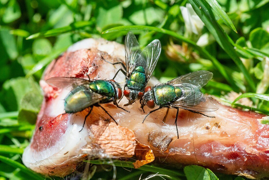 Greenbottle flies