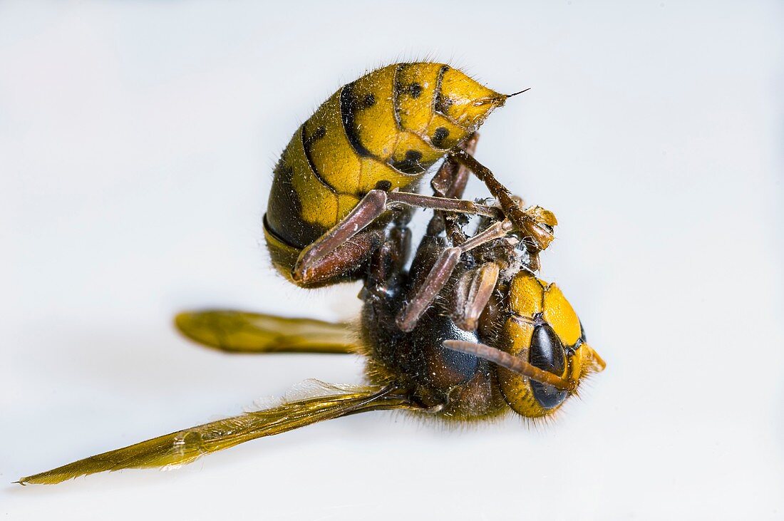 Dead hornet