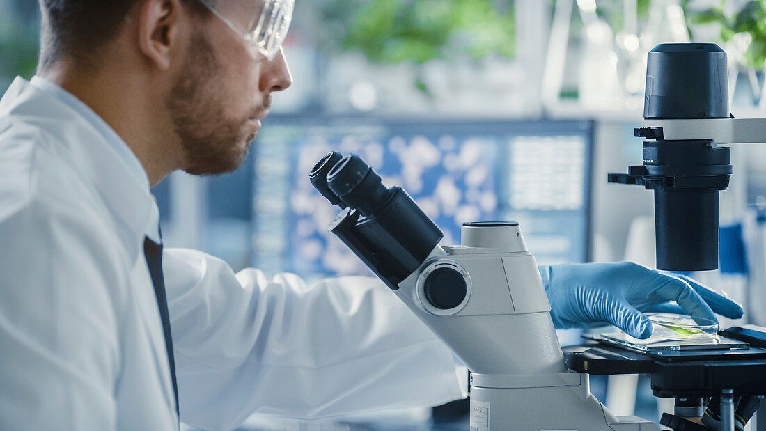 Scientist putting green leaf sample under microscope