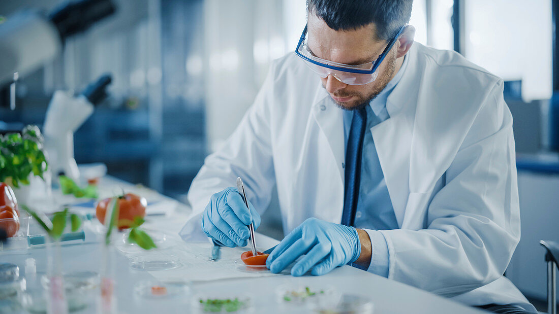 Scientist in safety glasses examining tomato