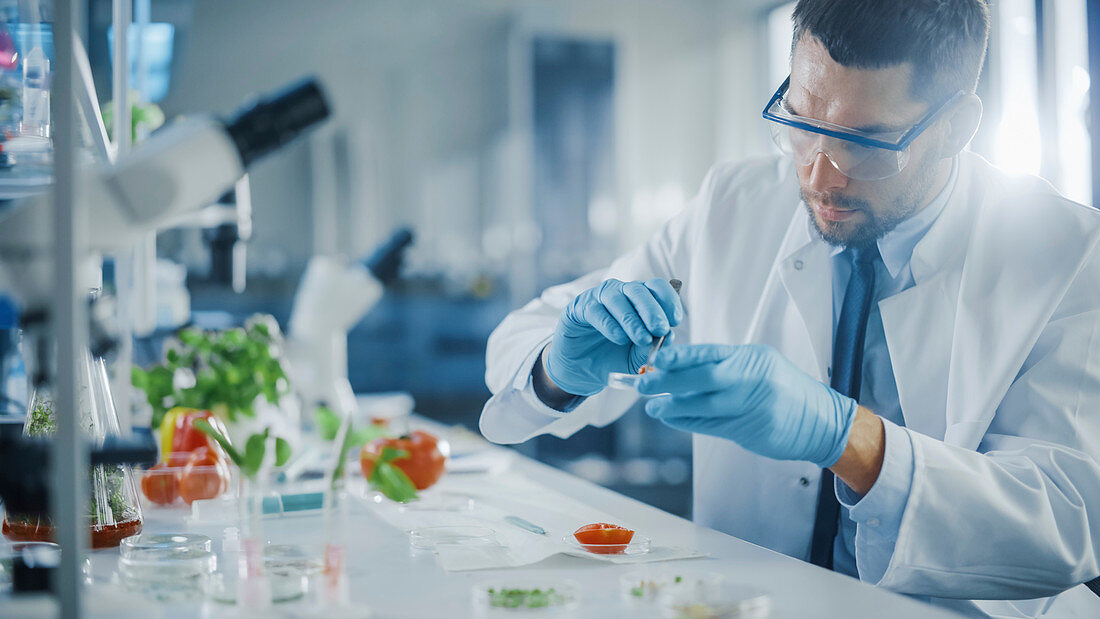 Scientist in safety glasses examining tomato