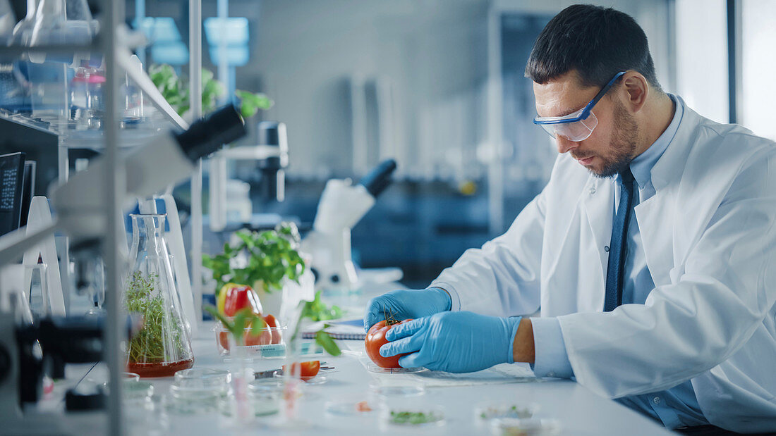 Scientist in safety glasses examining a lab-grown tomato