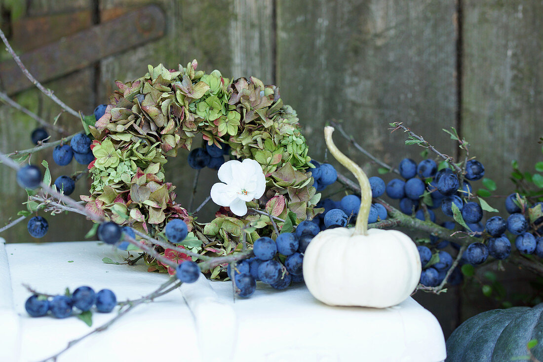 Autumn arrangement of branch of sloes, wreath of hydrangeas and white pumpkin