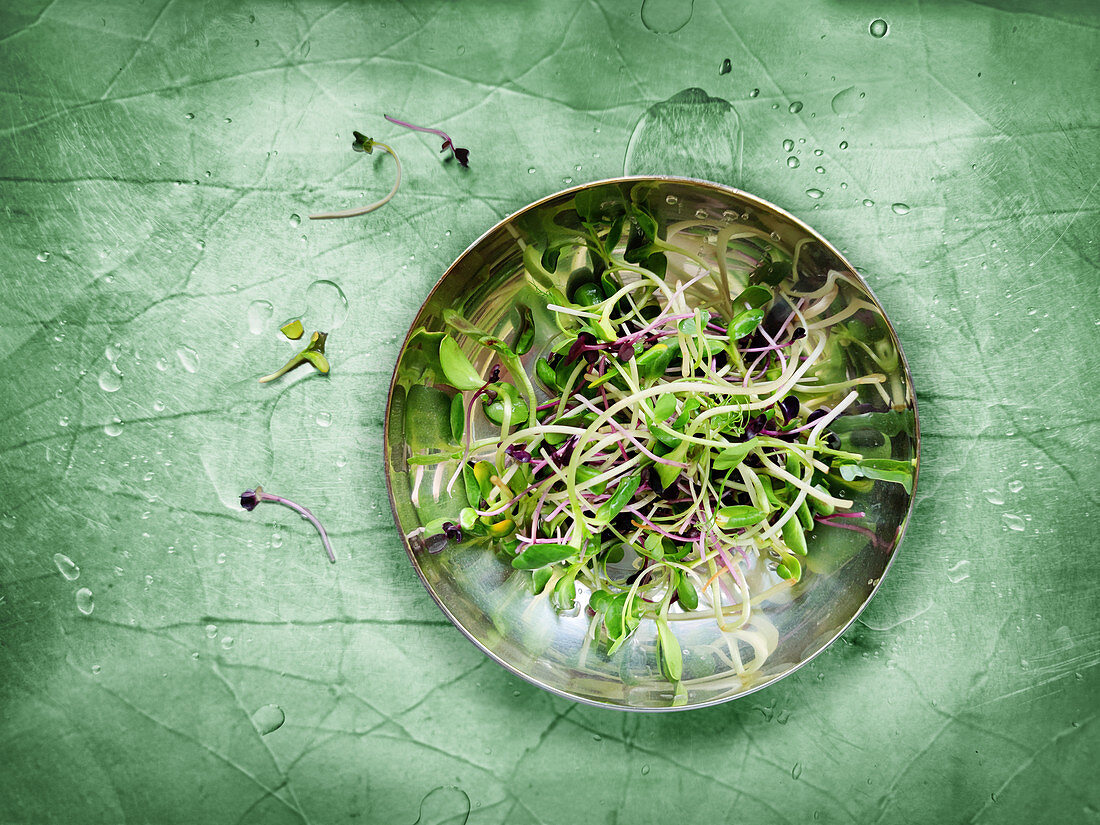 Sprouts and microgreens on a plate and a green background