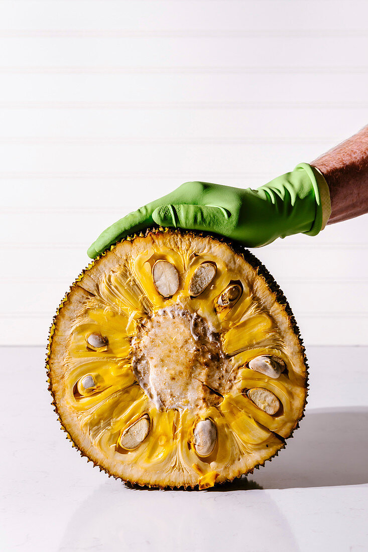 Halved Jackfruit held by hand in a rubber glove