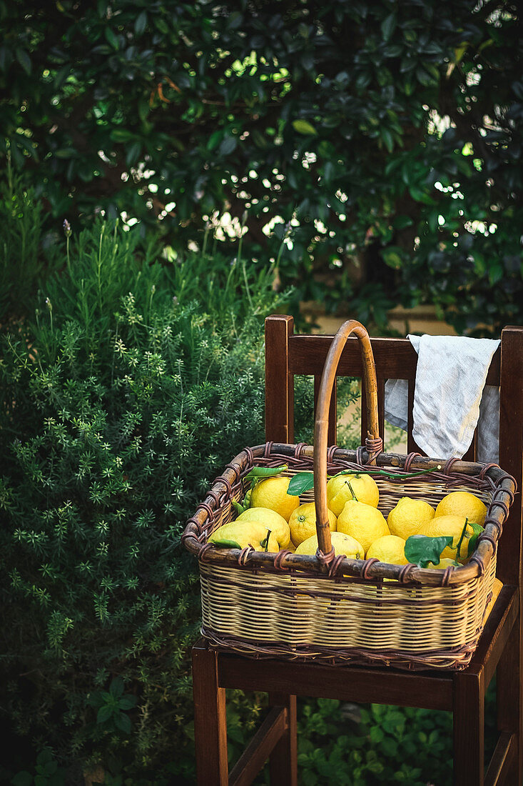 Zitronen in einem Korb im Garten