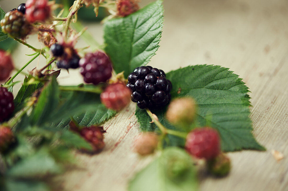 Blackberry branch