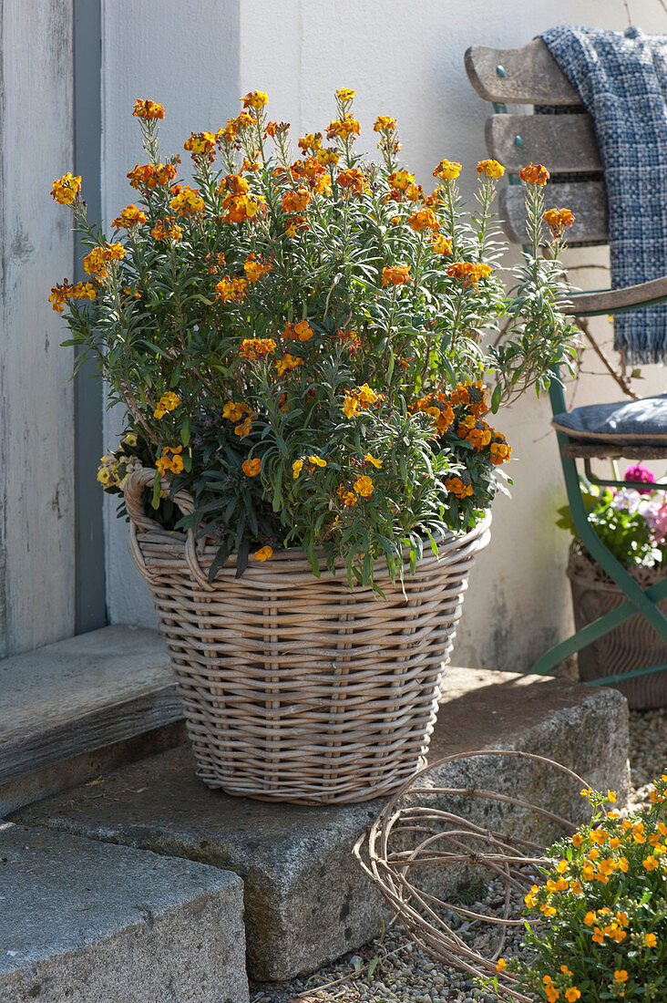 Spring fling: wallflower Rysi 'Copper' in a basket