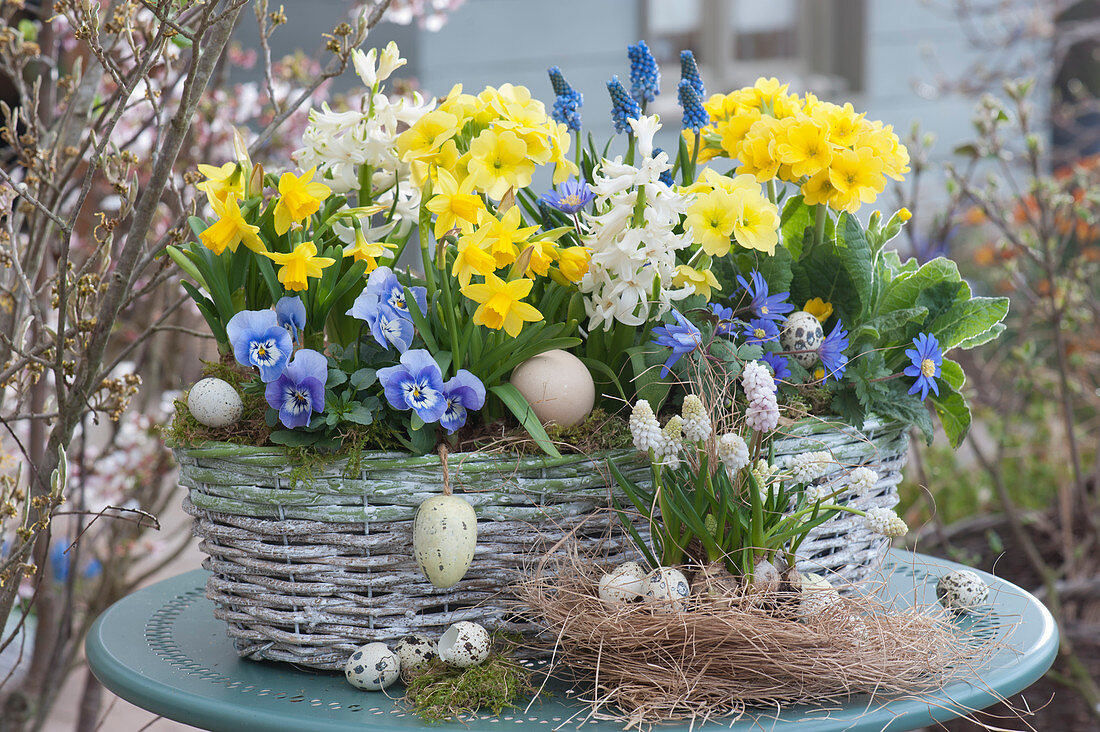 Osterdeko mit Narzissen 'Tete a Tete', Traubenhyazinthen, Hyazinthen, Primeln, Hornveilchen und Strahlenanemone