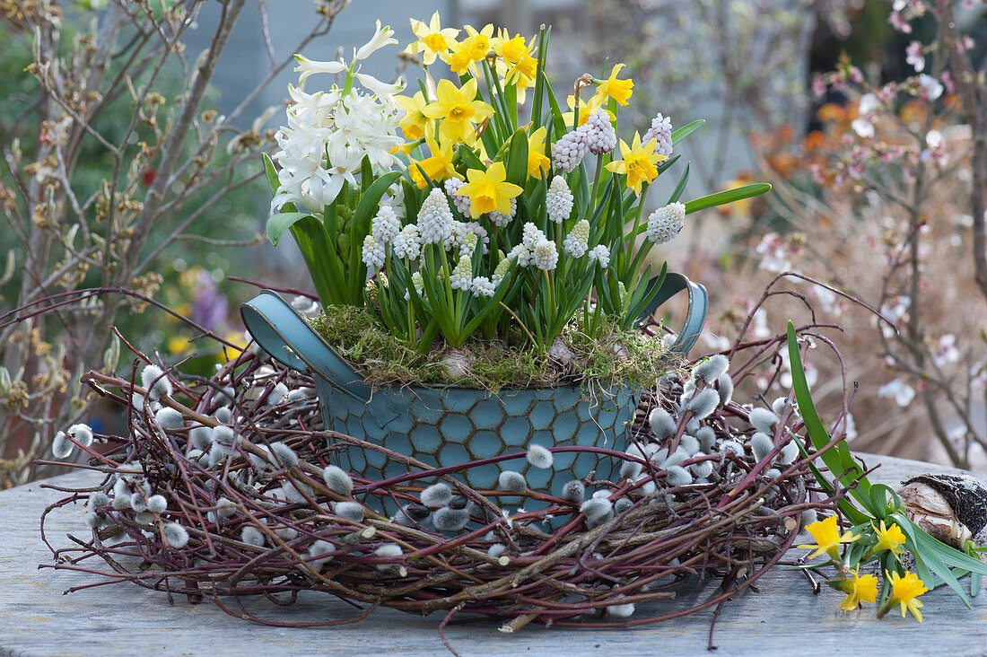 Pot with grape hyacinths 'White Magic', daffodils 'Tete a Tete' and hyacinth surrounded by a wreath of willow catkins