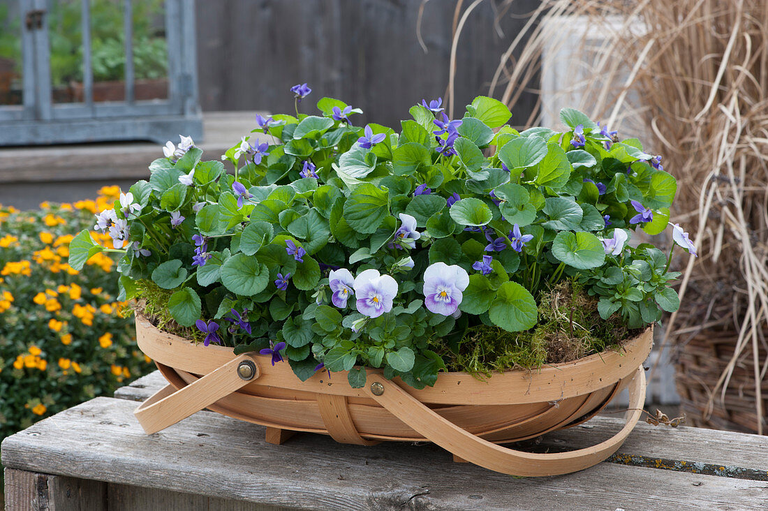 Basket with scented violets and horned violets