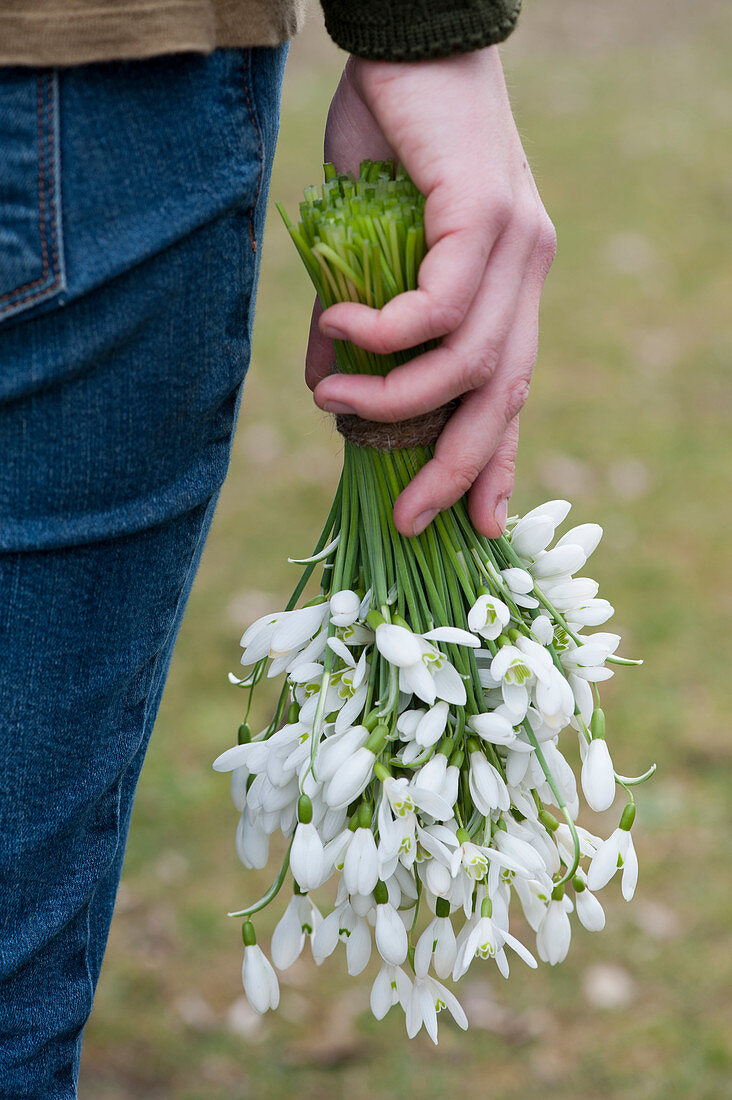 Hand with a bouquet of snowdrops