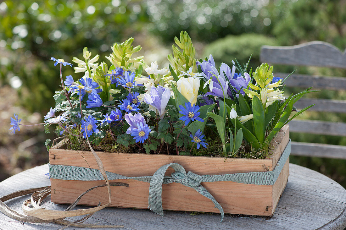 Wooden box with ray anemones, hyacinths, crocuses, snowdrops and tulips