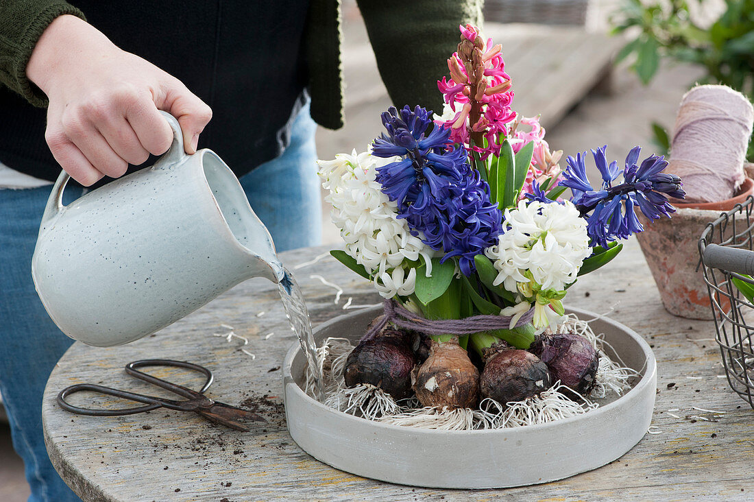 Bouquet of hyacinths with onions: Woman pours water into a bowl