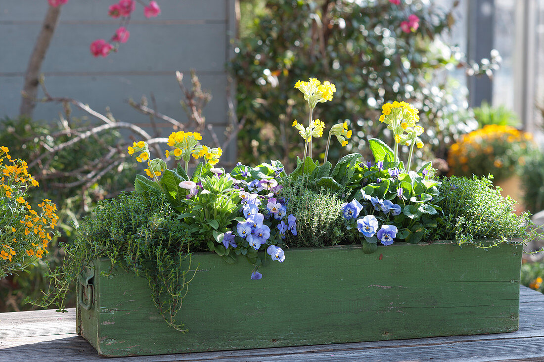 Green wooden box with primroses, horned violets, thyme, scented violets and daisies