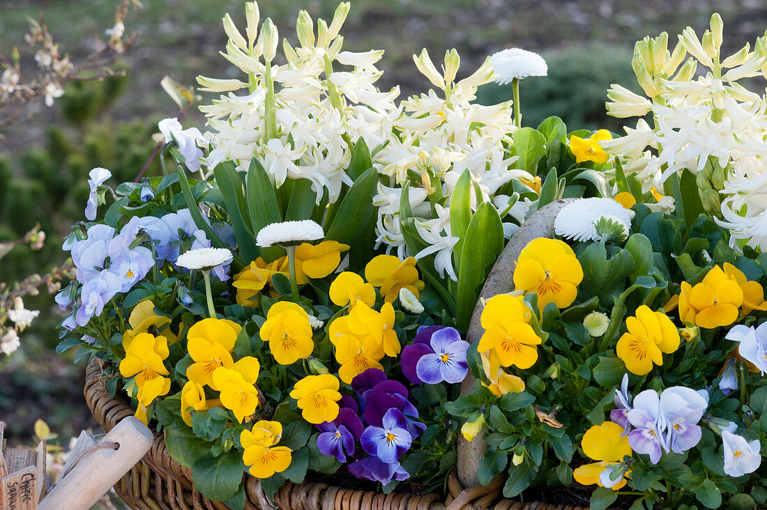 Wicker basket with horned violets, hyacinths and daisies