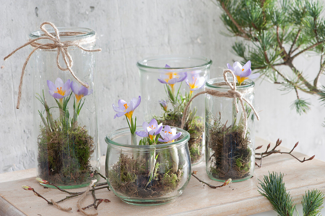 Crocuses 'Blue Pearl' with moss in preserving jars