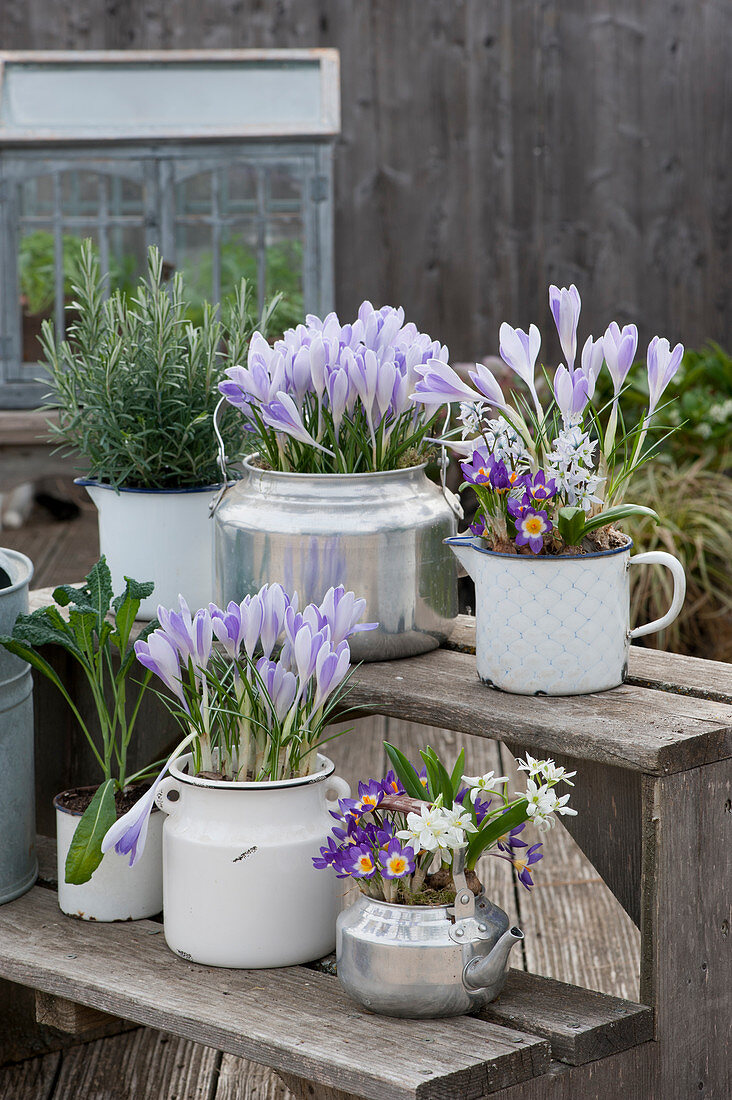 Flower stairs with crocuses 'Lilac Beauty' 'Tricolor', Ornithogalum, puschkinia, rosemary, and Lacinato kale 'Nero di Toscana' in silver water pots and enamel pots