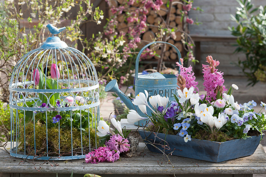 Crocuses, hyacinths, horned violets and daisies in a wooden bowl, tulip, horned violets, and Tausendschon rose in a moss wreath under a birdcage