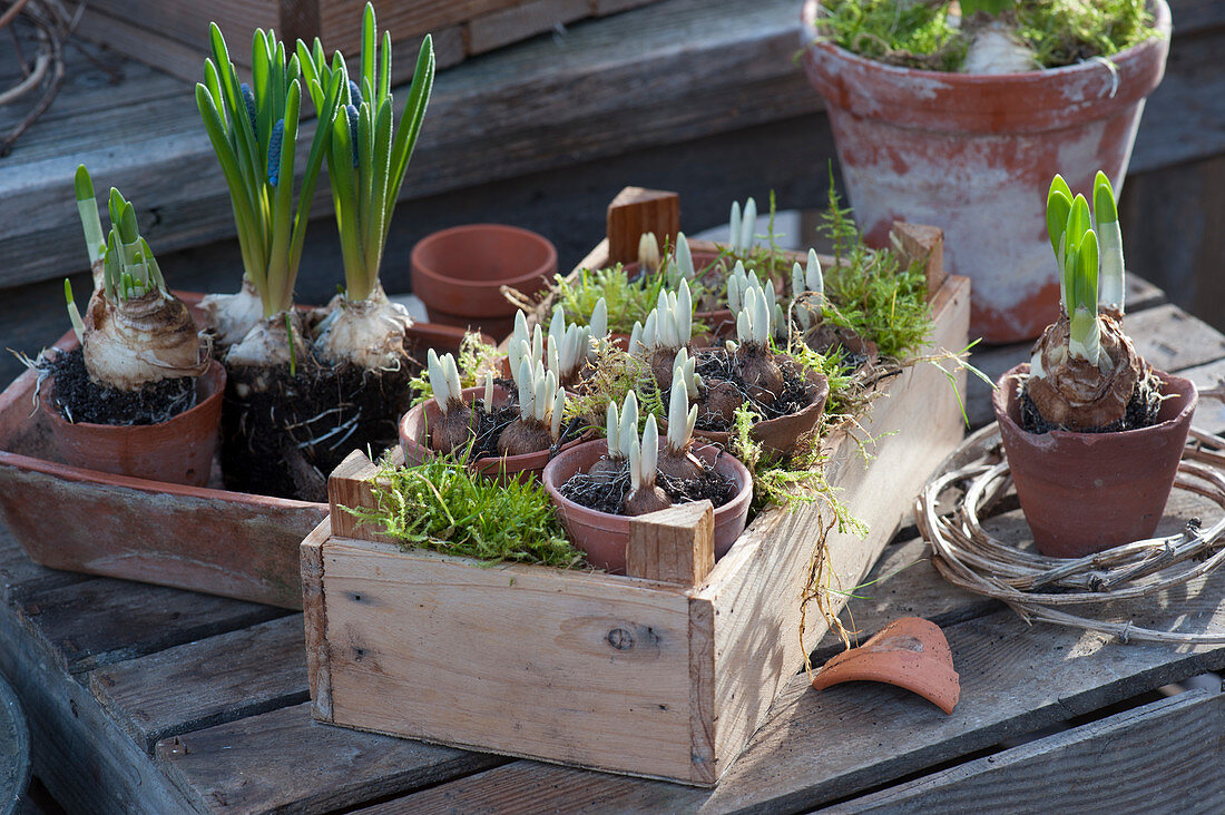 Pots with sprouting crocuses in a wooden box, grape hyacinths without pot, daffodils in terracotta