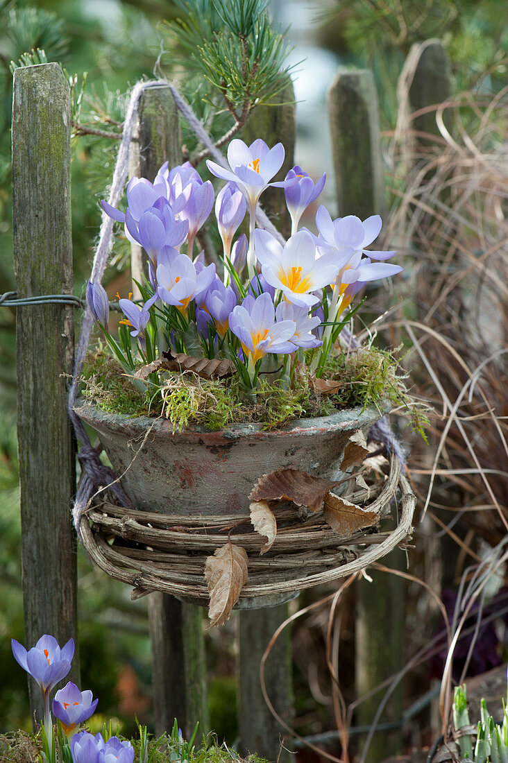 Crocuses in pots as a spring greeting at the garden fence