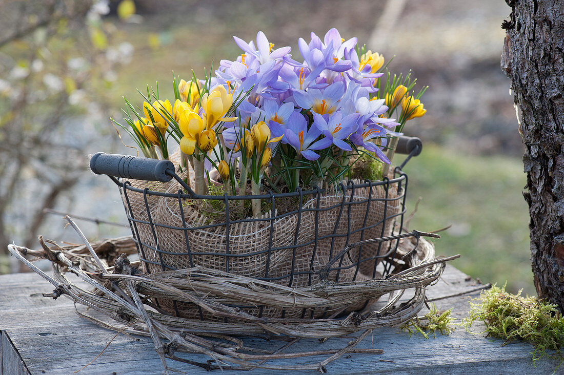 Basket with crocuses in a wreath of clematis vines