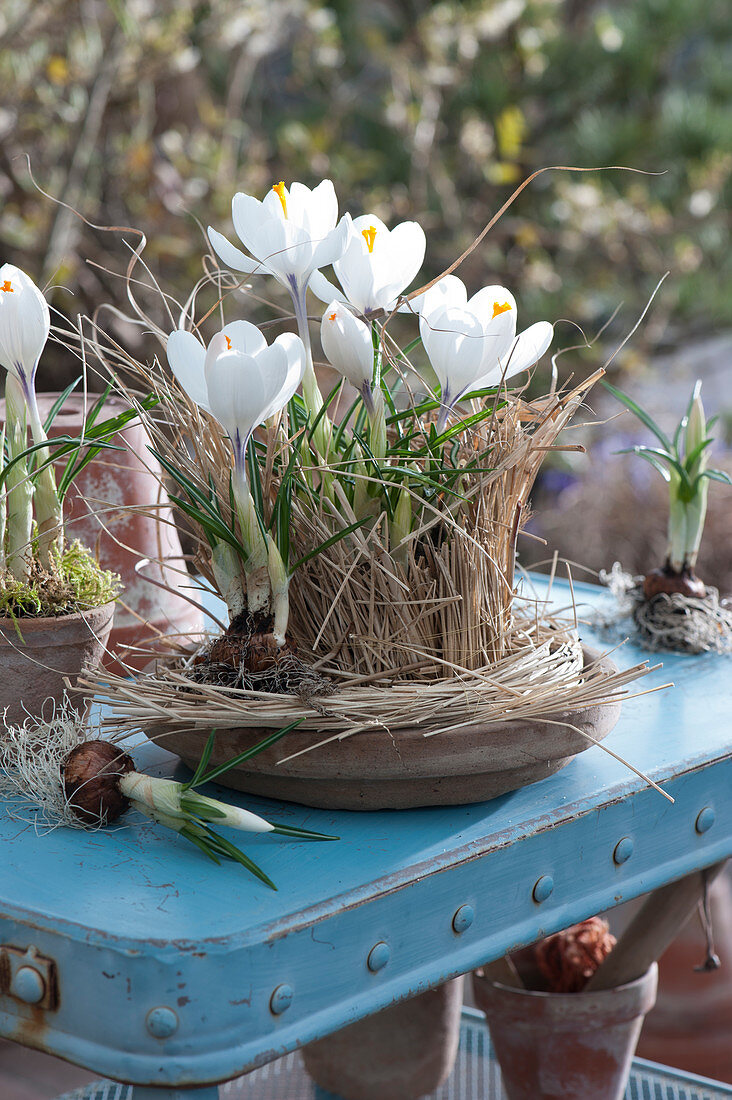 White crocuses wrapped in grass on a coaster