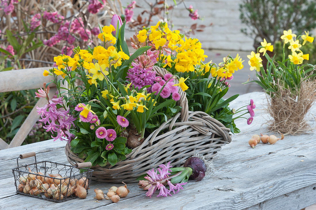 Frühlingskorb mit Goldlack 'Winter Power', Narzissen 'Tete a Tete', Hyazinthen und Tausendschön