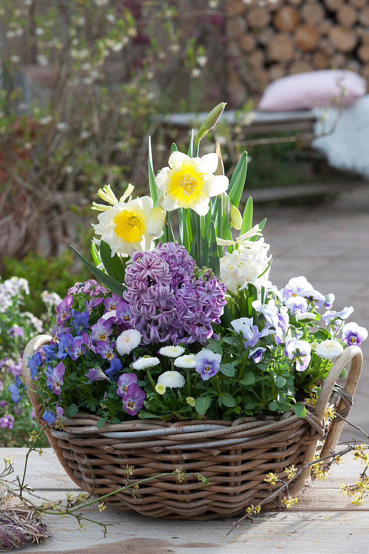 Basket with daffodil 'Ice Follies', hyacinths, horned violets, and daisies