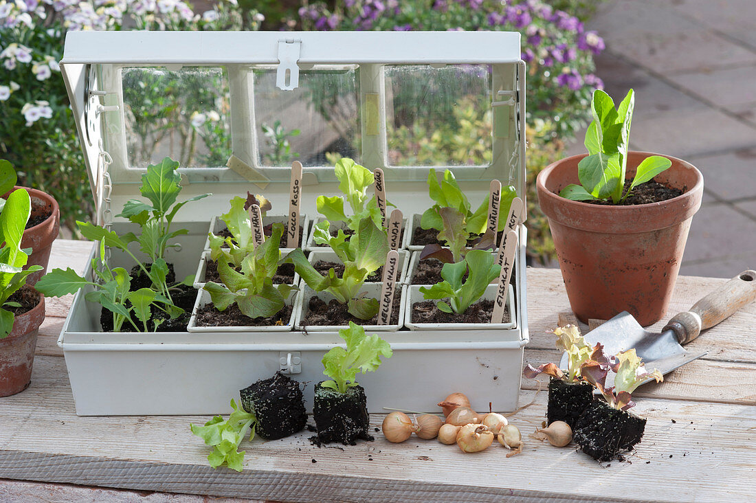 Mini greenhouse with young plants of different varieties lettuce, and kohlrabi