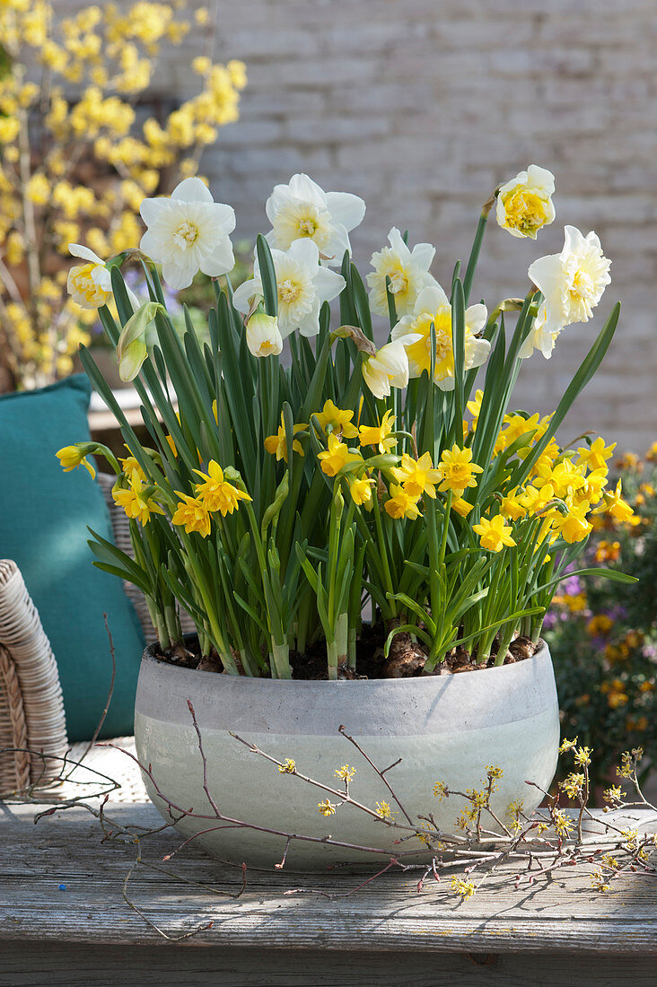 Bowl of daffodils: 'Ice Follies' 'Cassata' 'Tete a Tete' and 'Tete Boucle'.